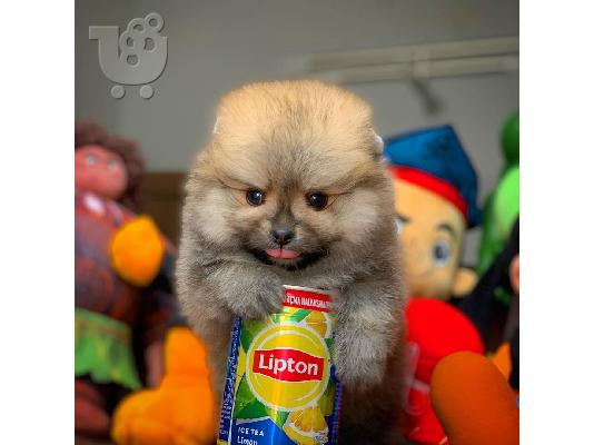 άνδρες και γυναίκες Pomeranian